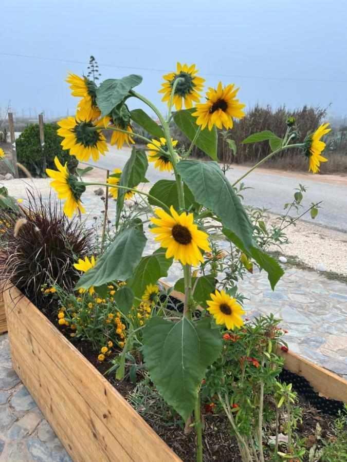 Casa Presente Guesthouse Carrapateira Εξωτερικό φωτογραφία